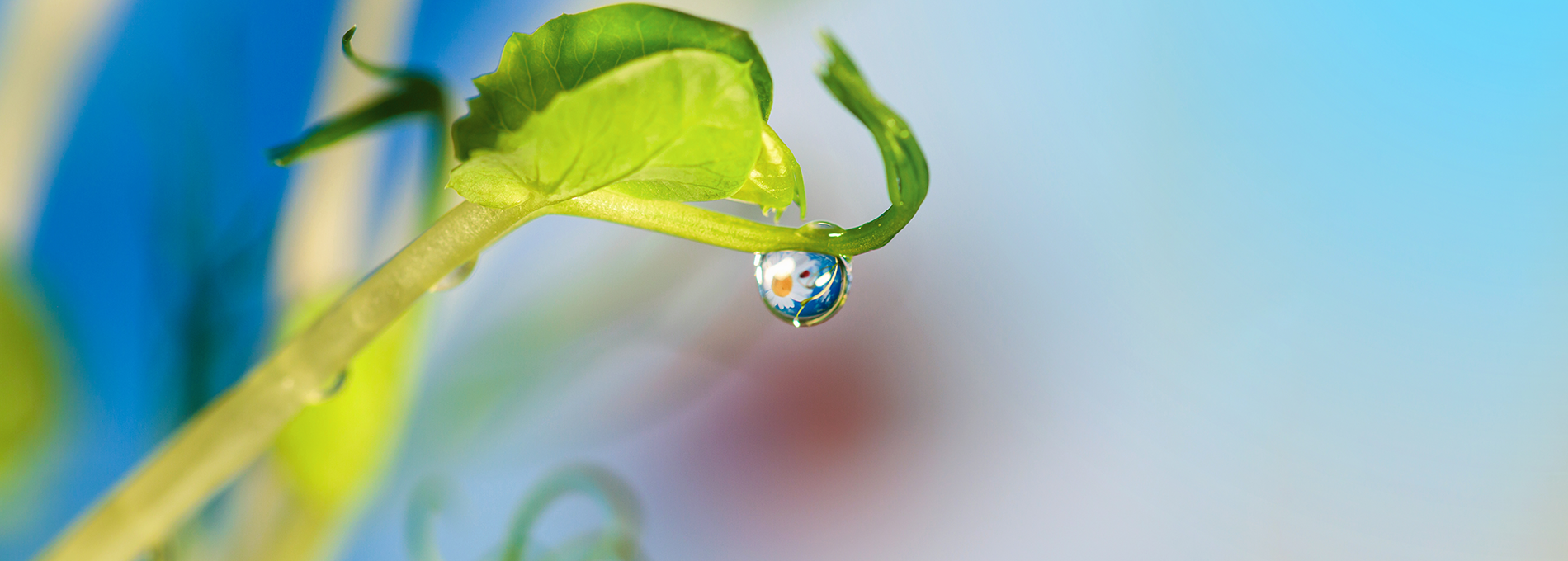Water droplet on a pea sprout reflecting a blue sky — purity and natural growth